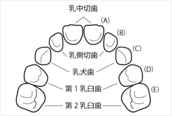乳歯概要イメージ