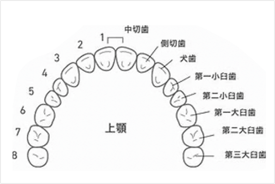 永久歯概要イメージ